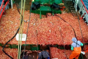 Abren una nueva subárea para la pesca de langostino en aguas nacionales