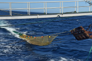 Arranca hoy una nueva prospección de langostino