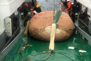 Langostino: autorizan la apertura de la Subárea 7