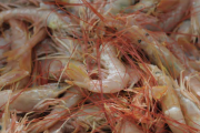 Este sábado arrancan dos nuevas de prospecciones de langostino 