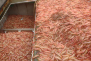 El 10 de octubre finaliza la temporada de langostino en aguas nacionales