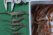 Relevamiento de langostino en el Golfo San Jorge, aguas nacionales y litoral de Chubut