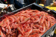 Empesur se suma al procesamiento de langostino fresco