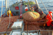 Definieron los buques que participarán de la prospección de langostino en aguas nacionales