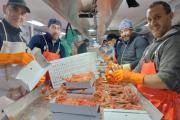 Quedó habilitada a partir de ahora la pesca de langostino en las cuatro subáreas prospectadas