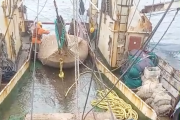 Habilitan dos nuevas subáreas para la pesca de langostino y Puerto Deseado suma descargas