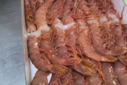 El Consejo Federal Pesquero dio luz verde al aumento del procesamiento de colas de langostino a bordo