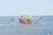 Langostino: cierran tres subáreas de pesca por exceso de captura incidental de merluza