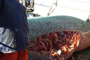 Santa Cruz reclama una cuota social de 50 mil toneladas de langostino
